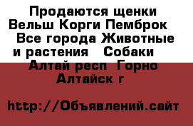 Продаются щенки Вельш Корги Пемброк  - Все города Животные и растения » Собаки   . Алтай респ.,Горно-Алтайск г.